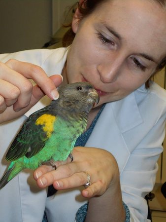 Images Veterinary Emergency Service