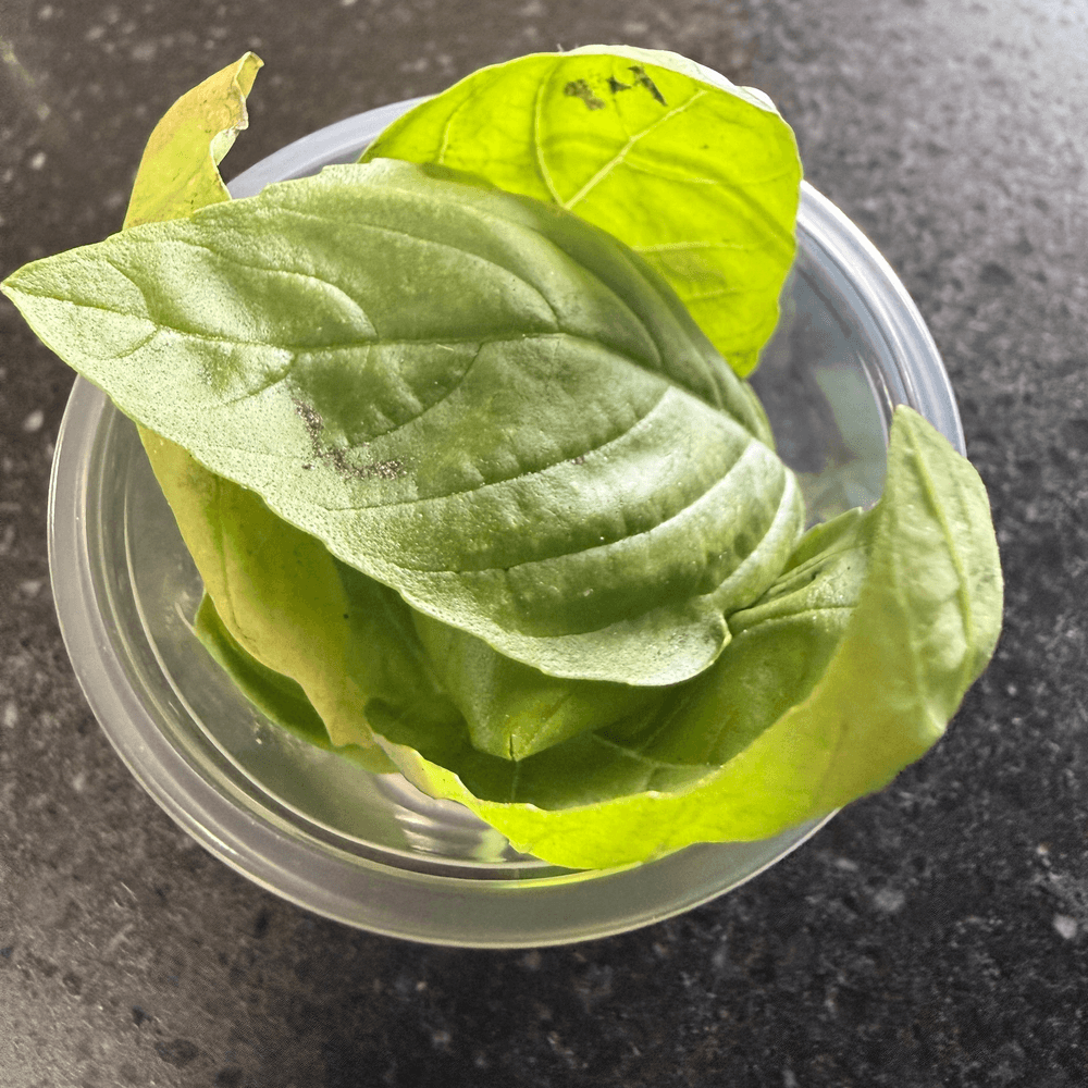 Basil