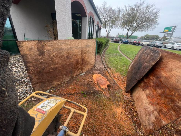 J The Tree Guy Image