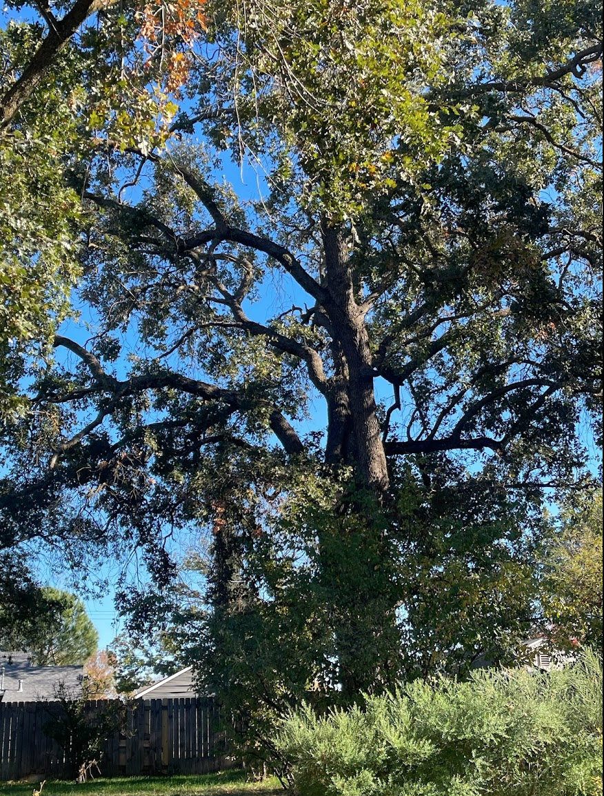 Capital Arborists, Inc. Image