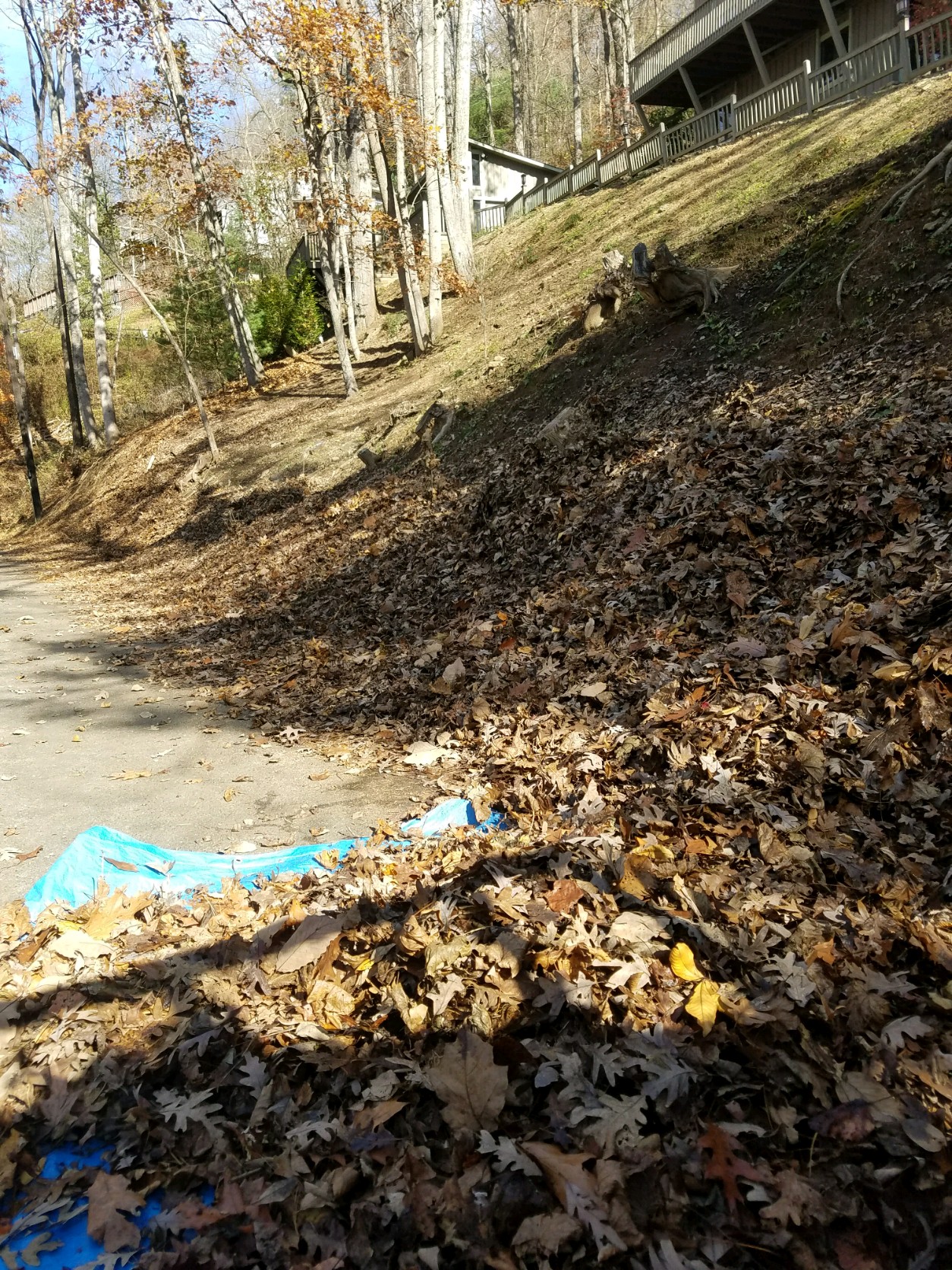 Anthony's Lawn and Yard Logo