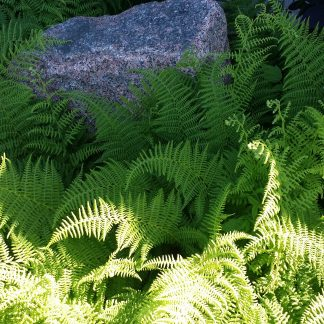 Ferns & Grasses