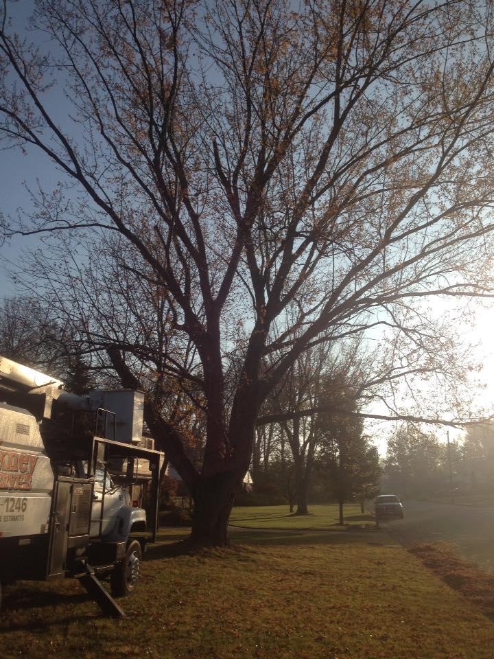 Hackney Tree Service Image