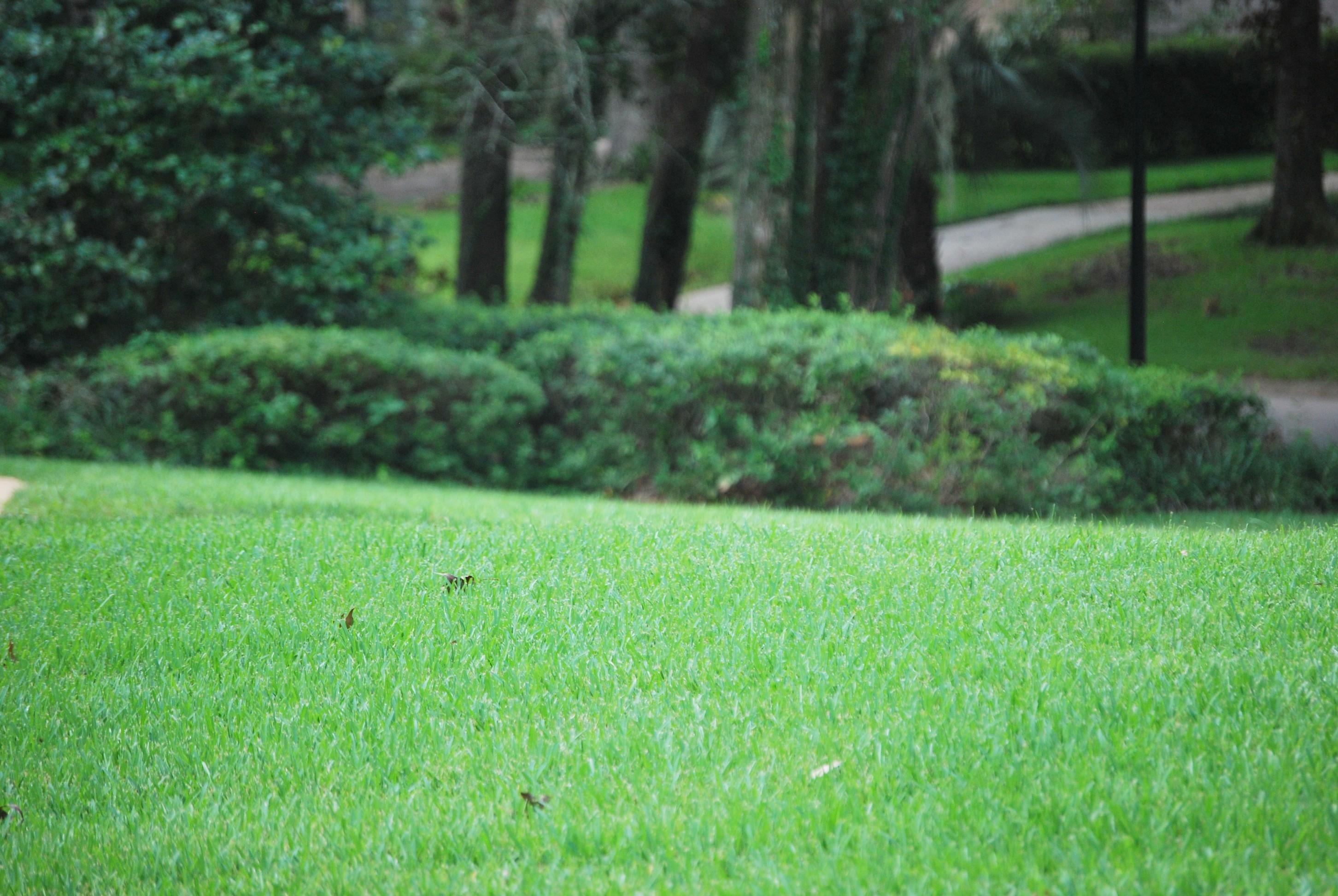 Dickerson Landscaping & Lawn Care | Tallahassee, FL Image