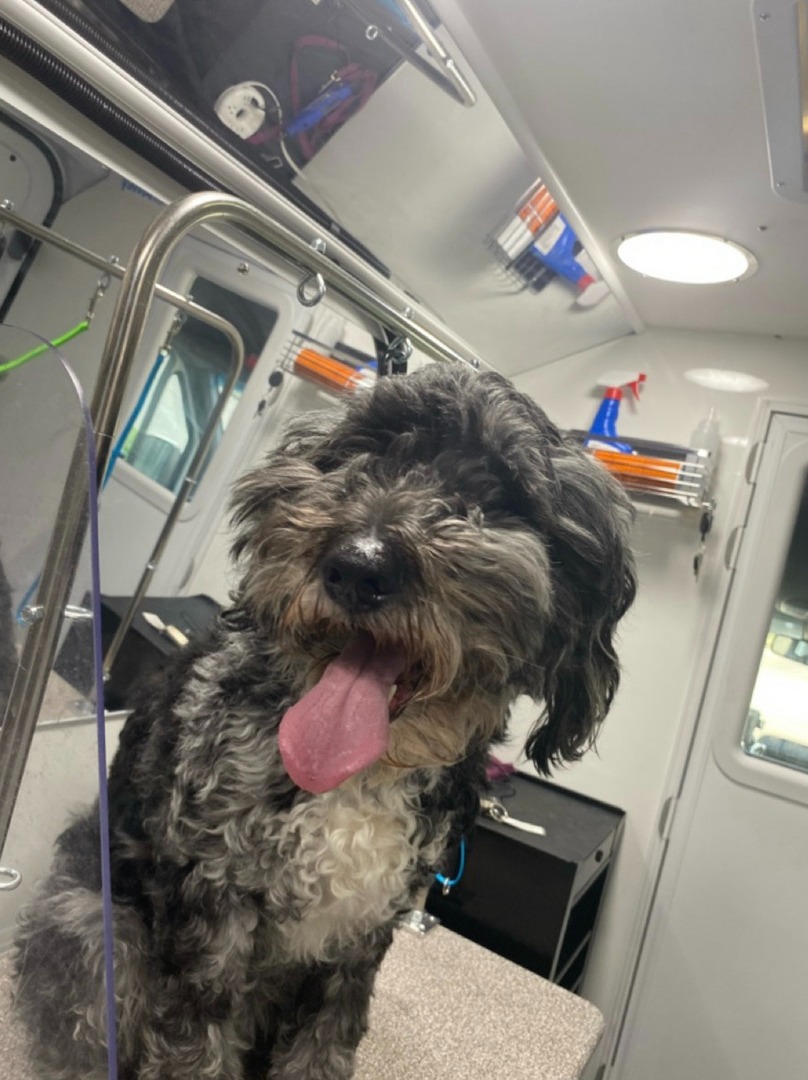 Kontota Mobile Dog Grooming of Katy, TX Image