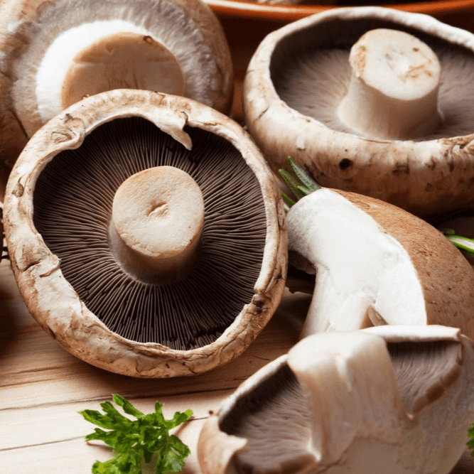 Mushroom 蘑菇