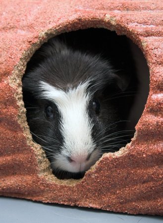 Images VCA Boston Road Animal Hospital