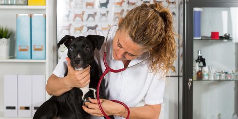 A Brief Guide to Pet Insurance