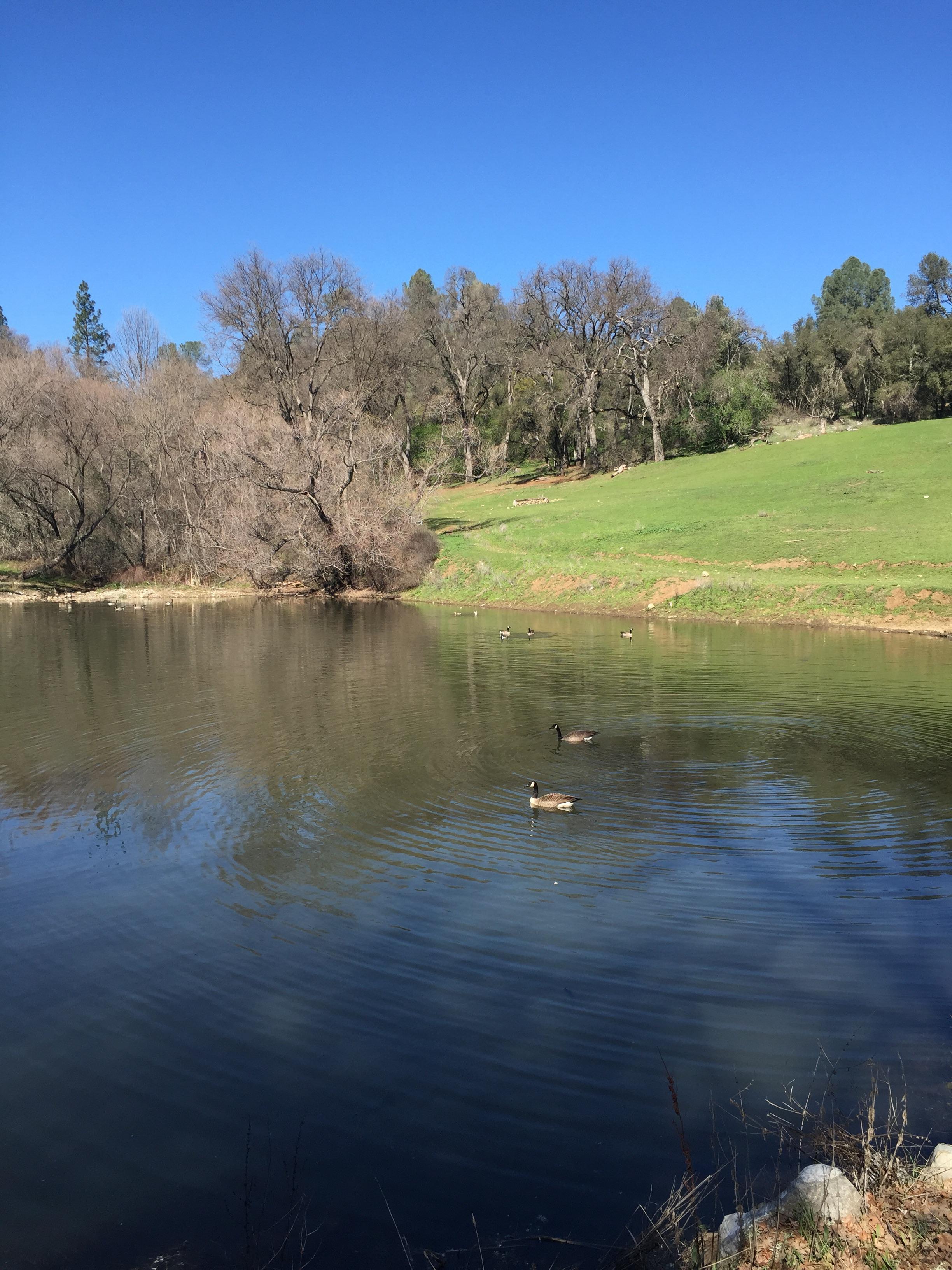 Pond adjacent to Hidden Valley