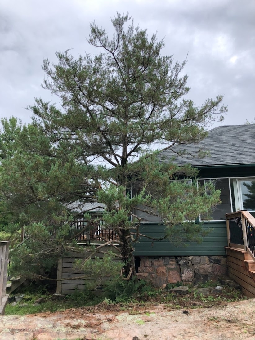 Vital Tree Care