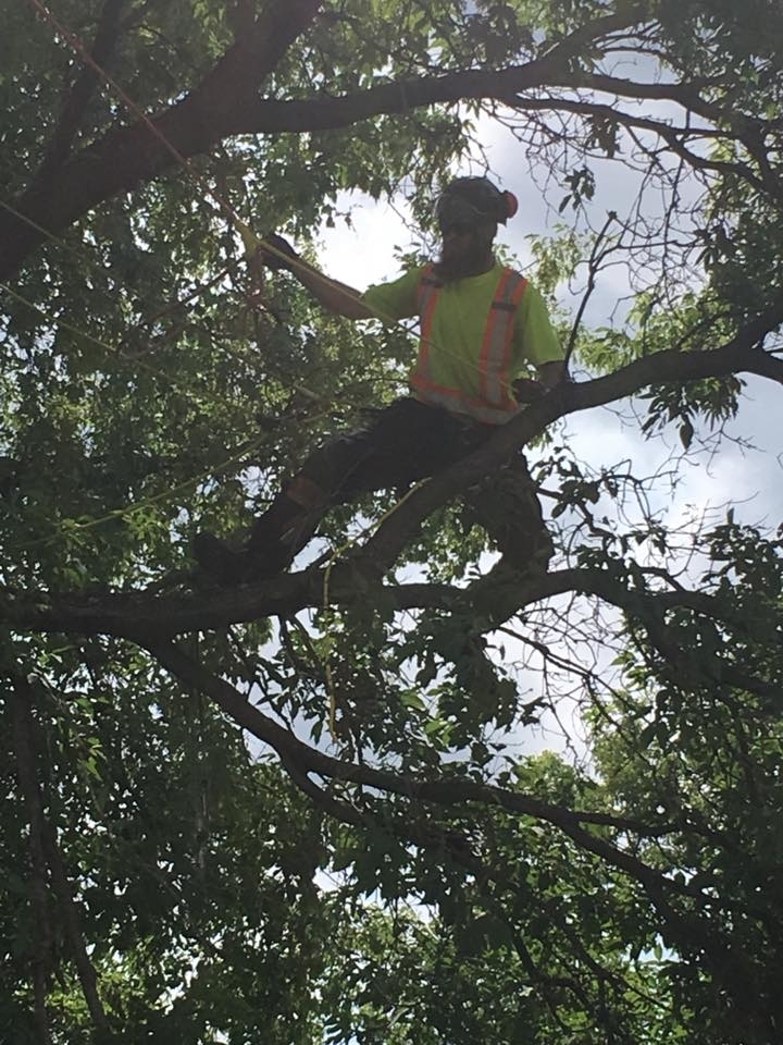 Chitty Tree