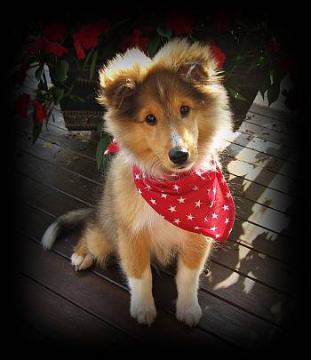 Shelties