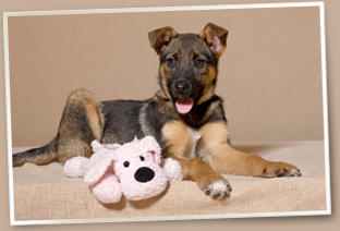 All Animal Clinic Image