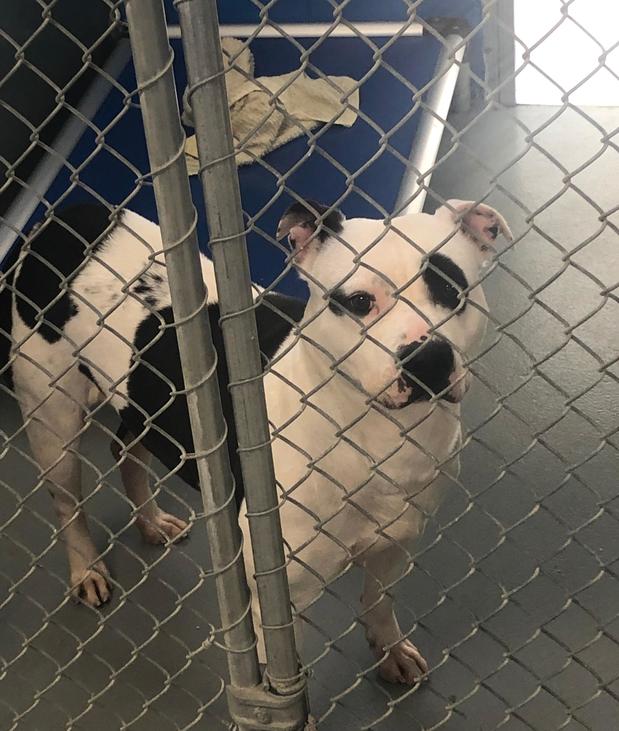 Images Fairfield Area Humane Society