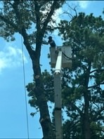 Plyler's Tree Service Image