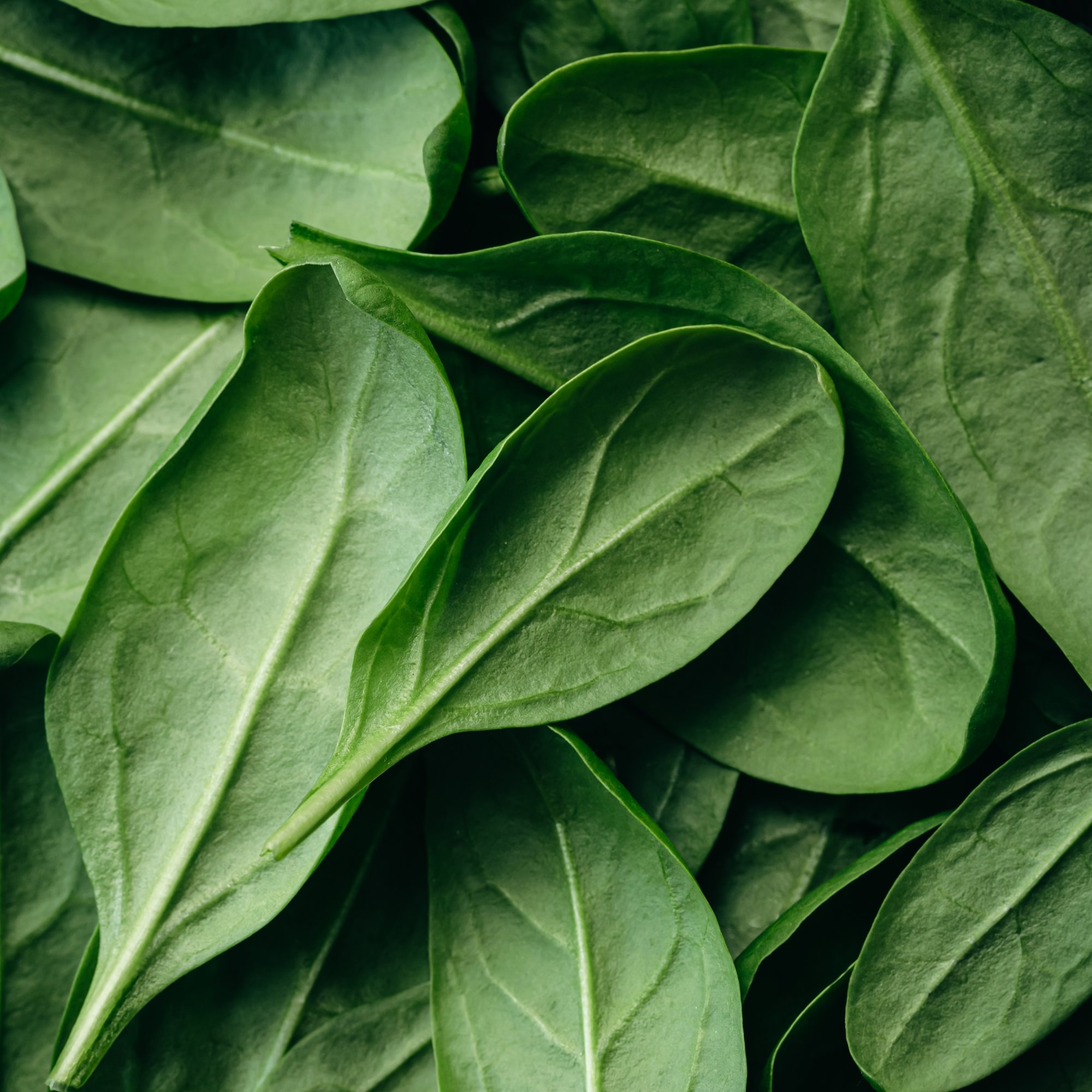 Side of Spinach