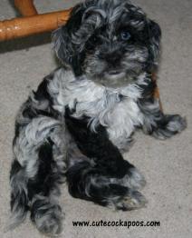 Cute Cockapoos Image