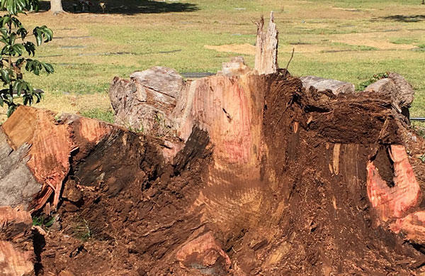 Stump Grinding Pembroke Pines FL - Tree Stump Removal Pembroke Pines FL