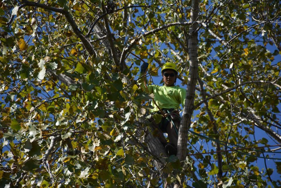 Rivas Tree Service Photo