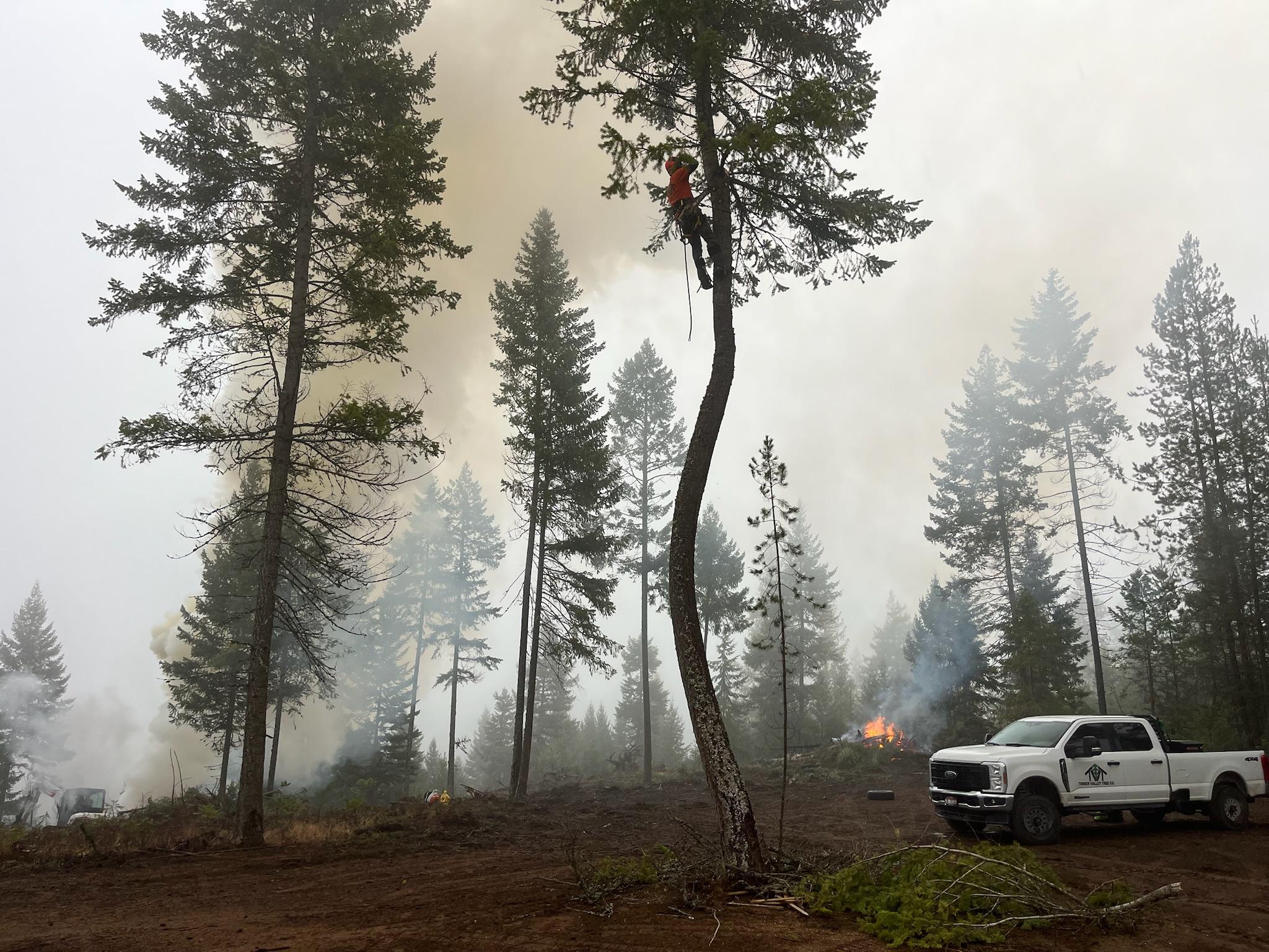 Timber Valley Tree Co. Image