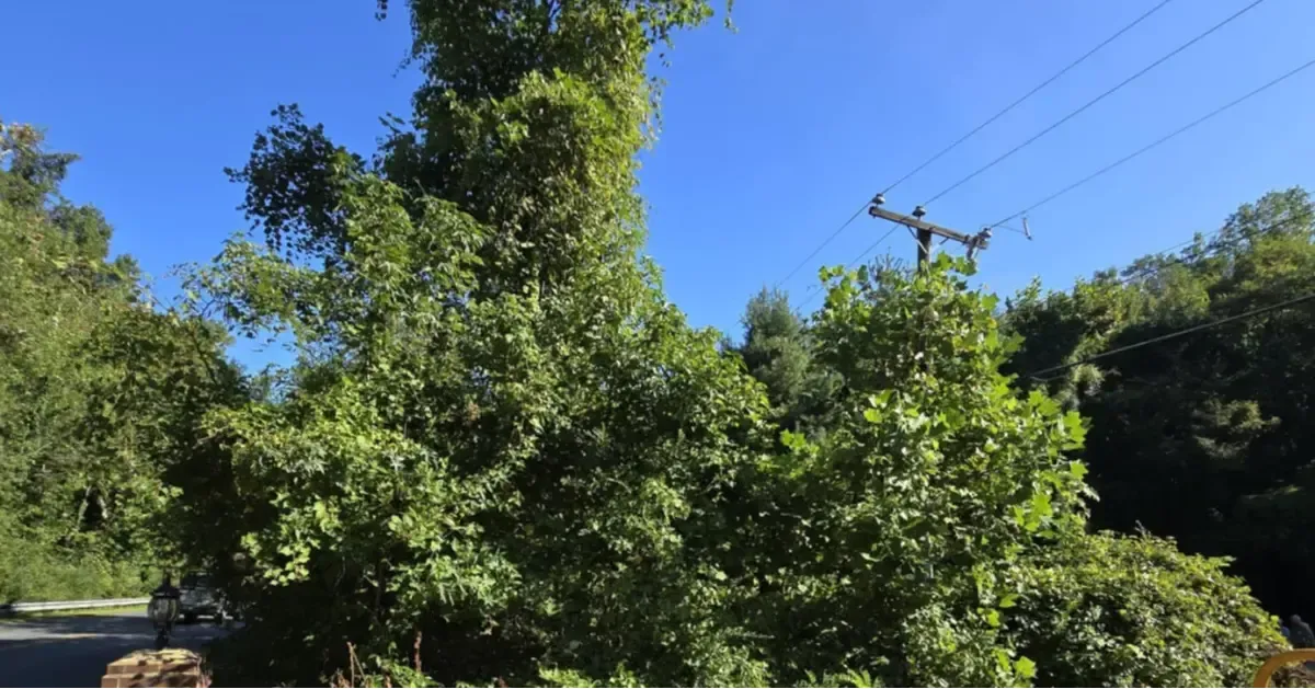 Premier Tree & Landscaping Image