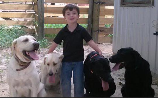 Labrador Puppies For Sale