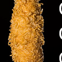 C10. CRISPY RAMEN ORIGINAL