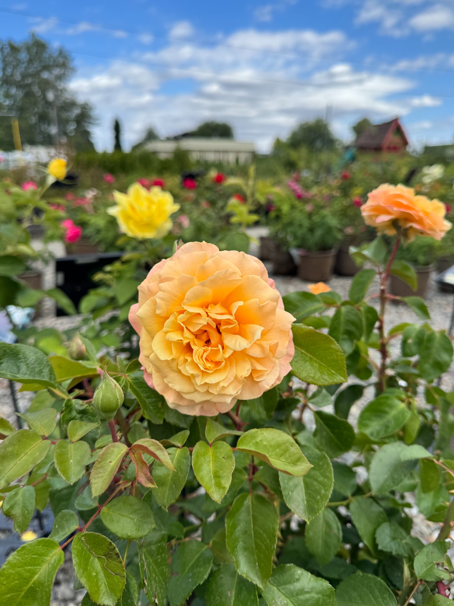 Weeks roses