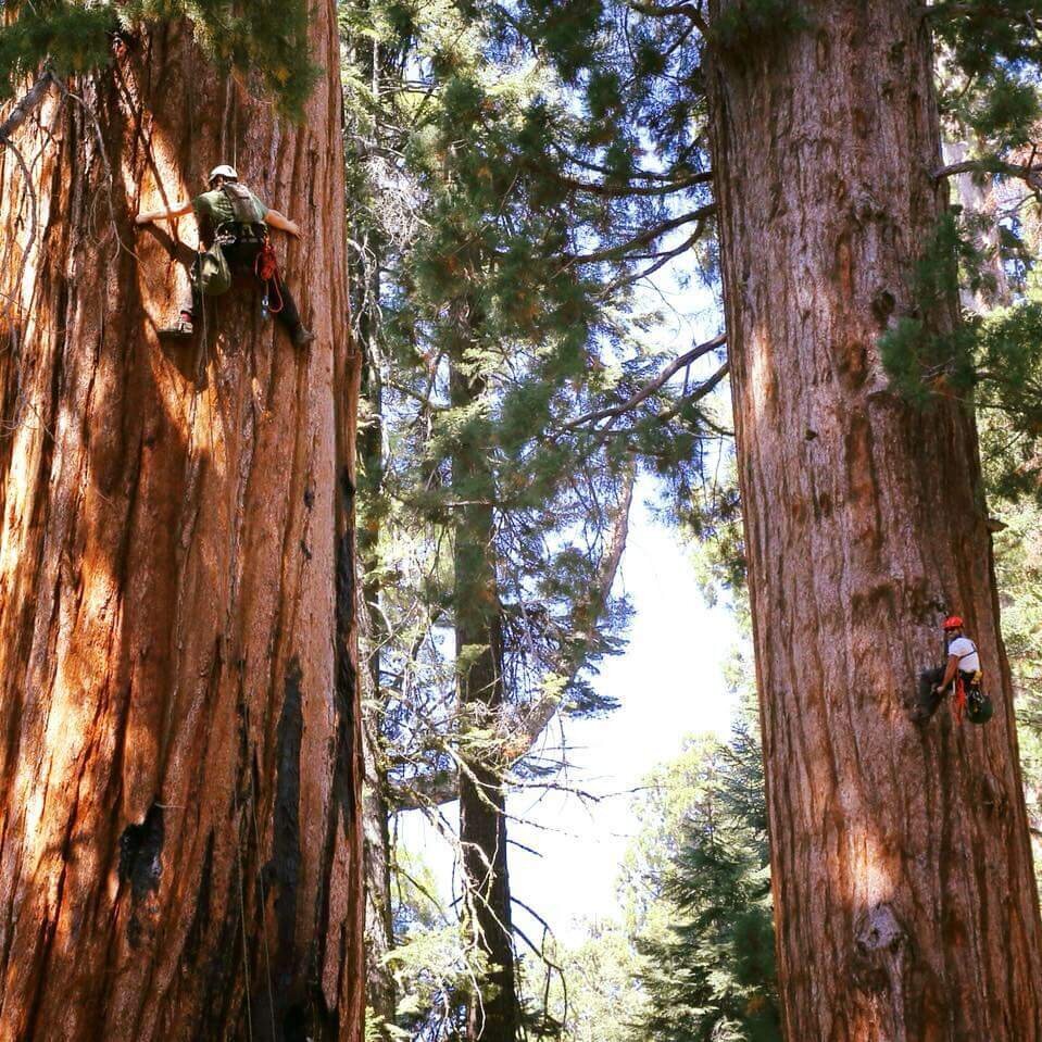 Brandon Tree Care Image