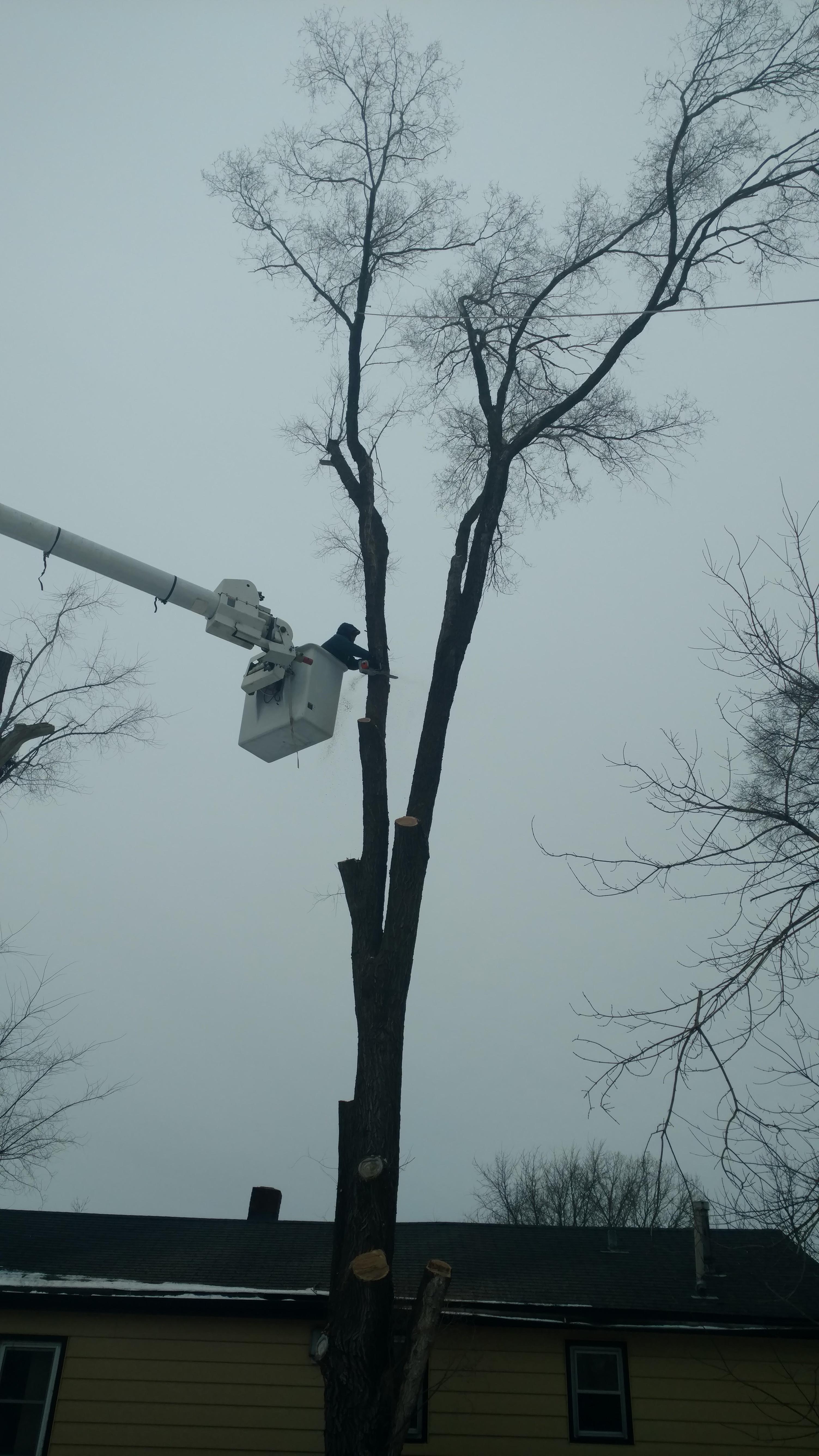 New Beginning Tree Service Company Image