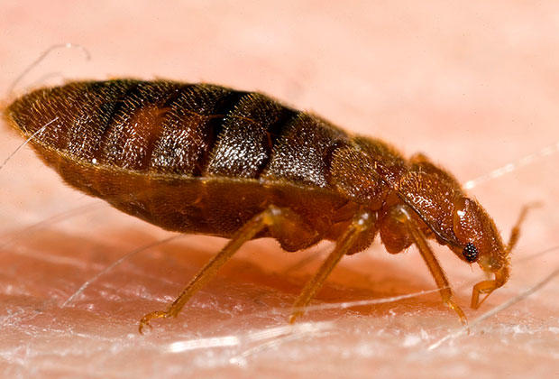 Truly Nolen Pest & Termite Control ???? Grand Island Photo