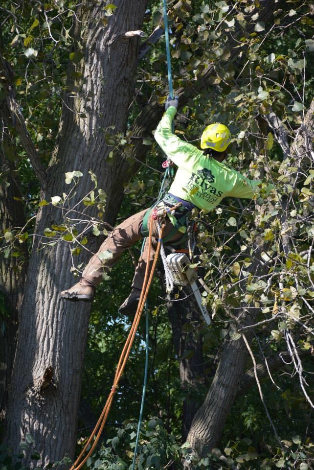 Rivas Tree Service Photo