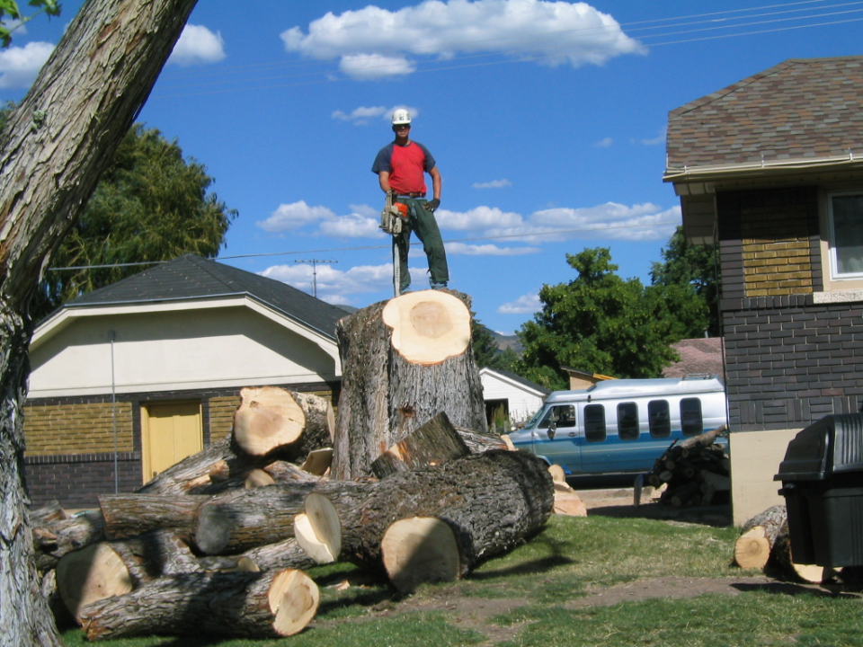 Seven Trees Co. Tree Experts Photo