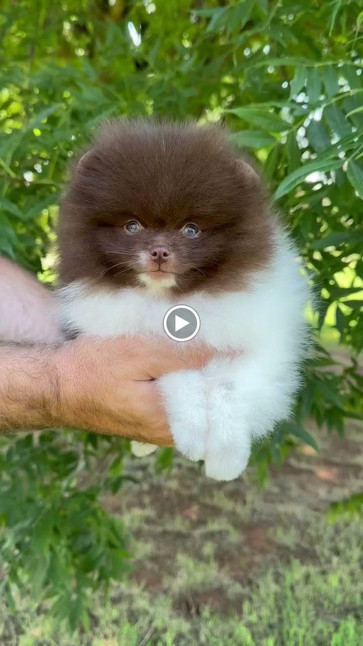 Belle House Pomeranians Image