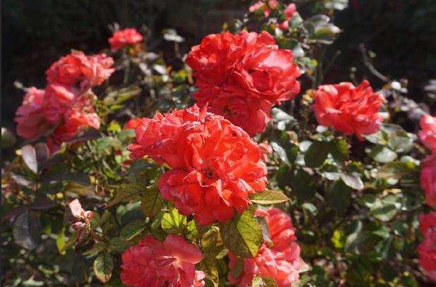 Images Sibrian Landscaping