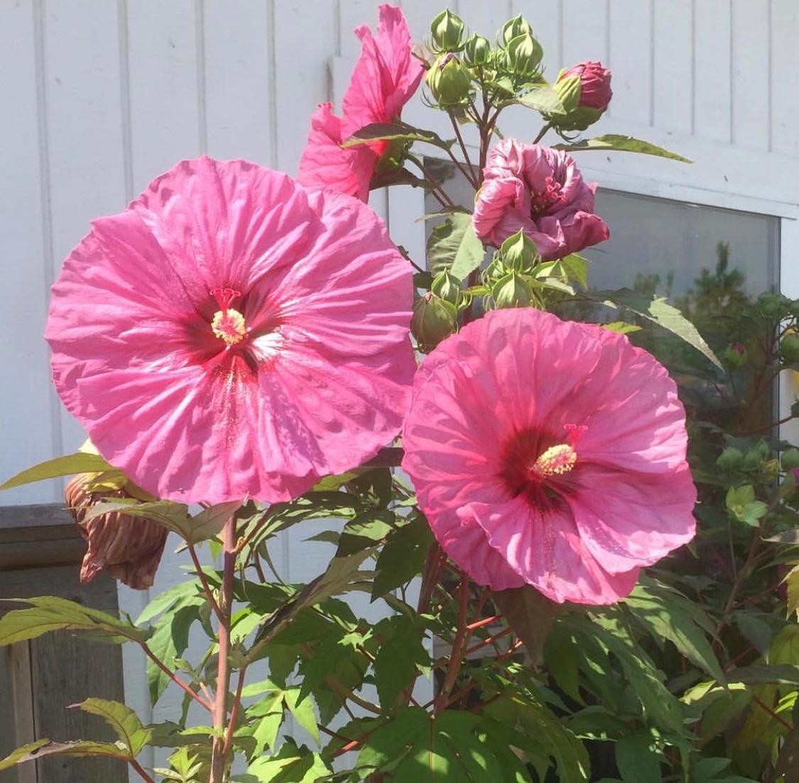 Garden Center