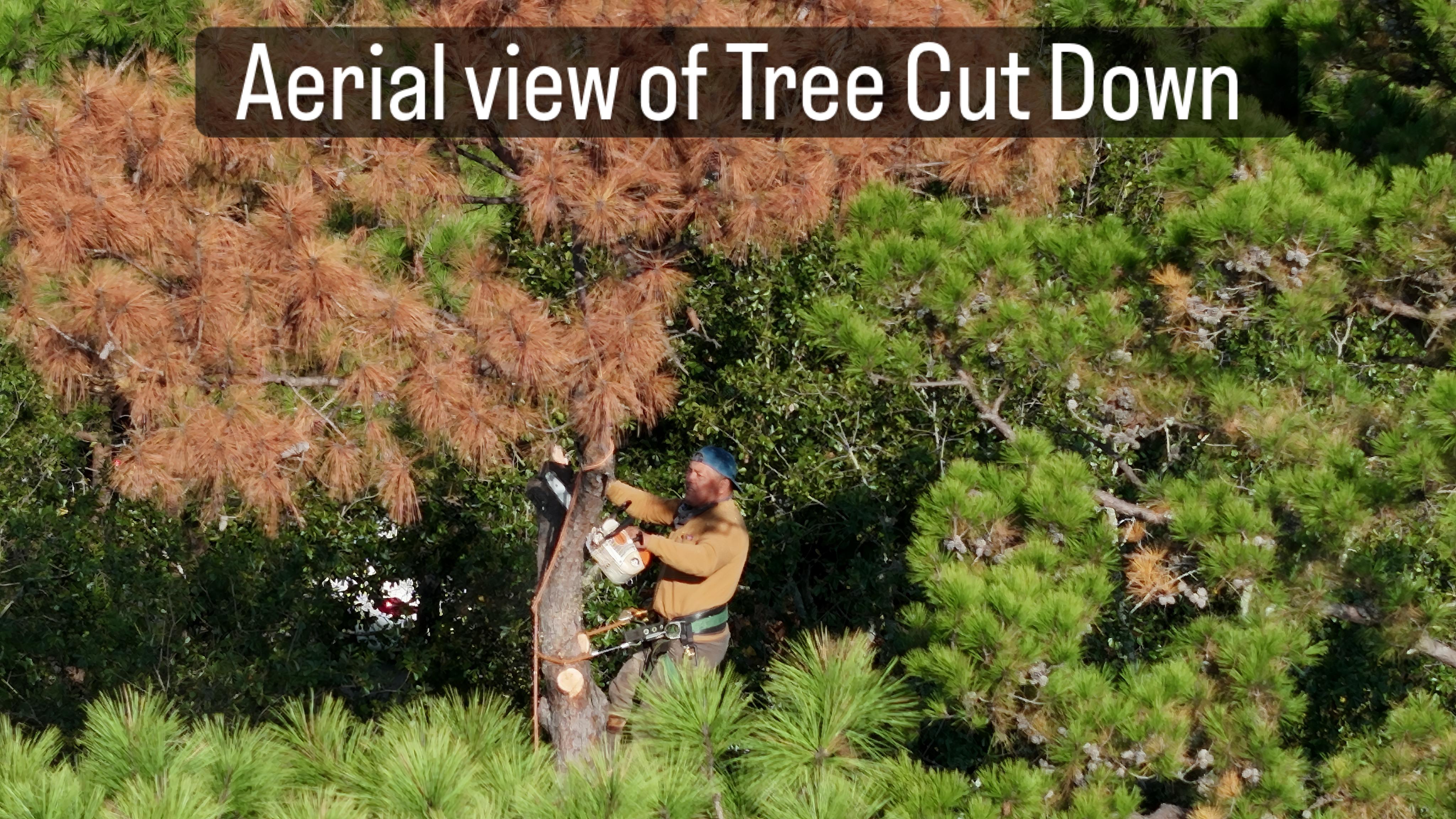 JJ Garcia Professional Tree Service Image