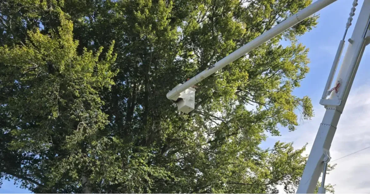 Premier Tree & Landscaping Image