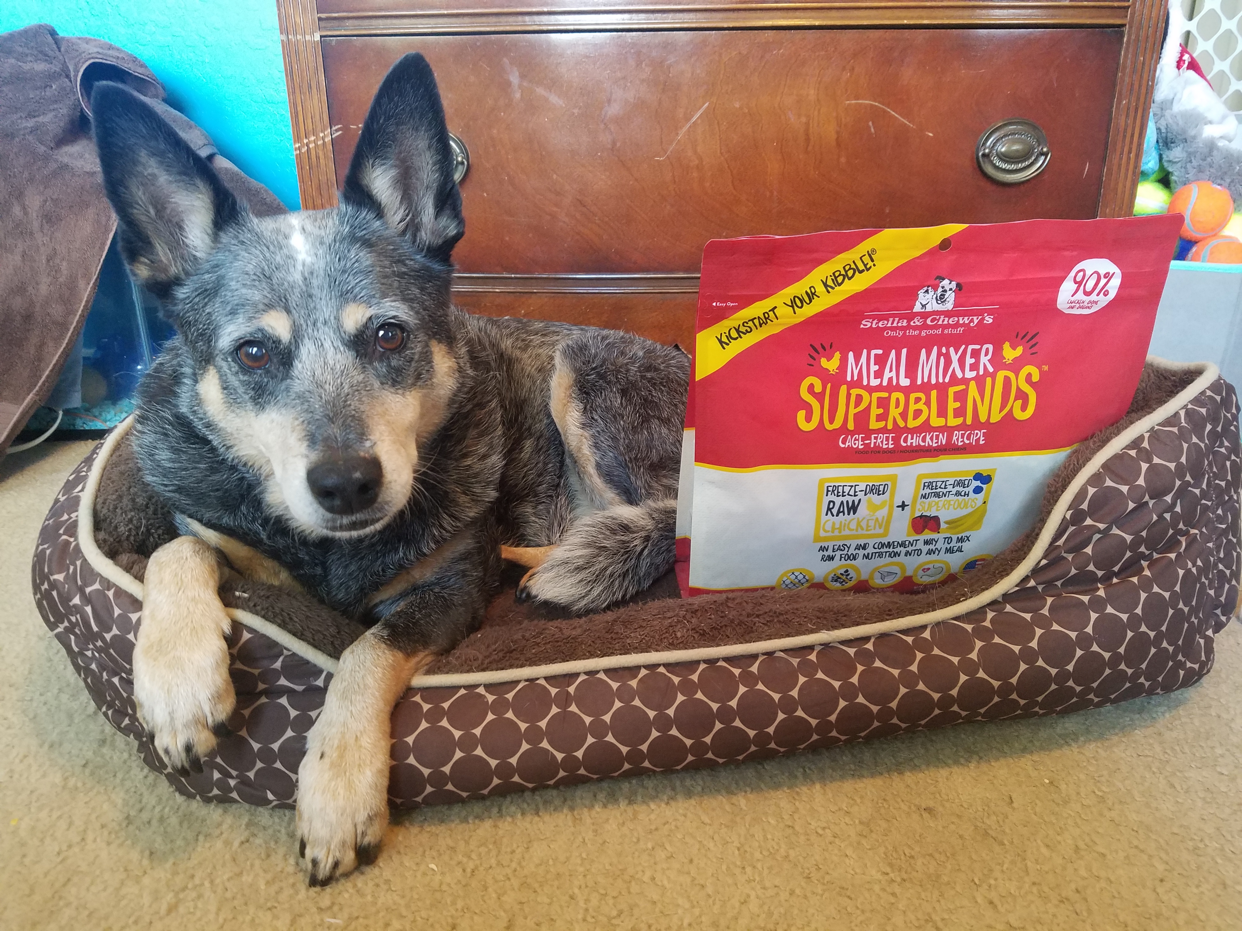 Stella & Chewys