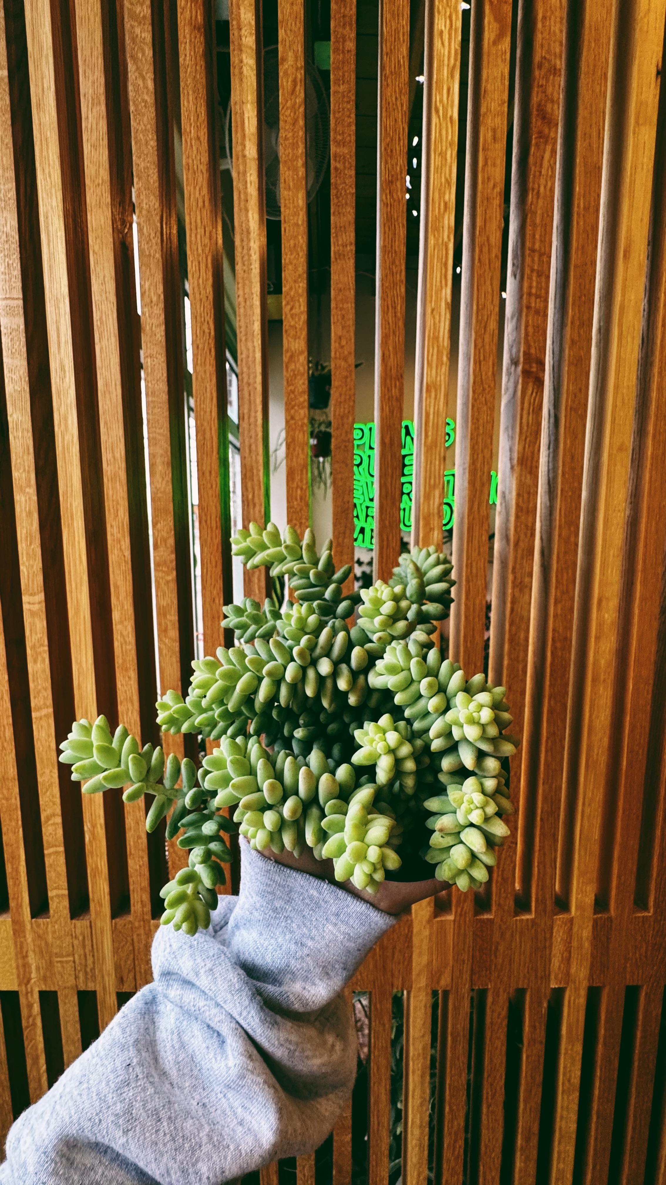 Denver Plant Club Image