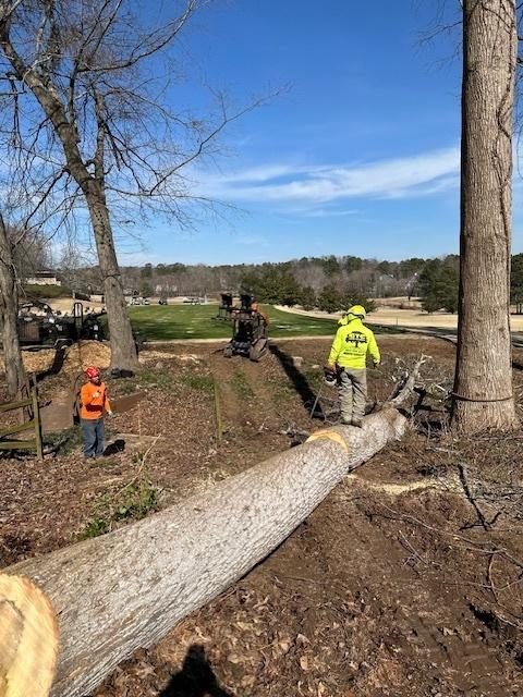 Georgia Tree Company Image