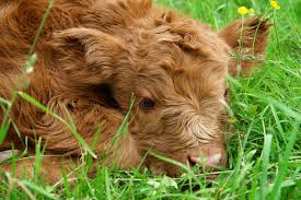 Calf Feed