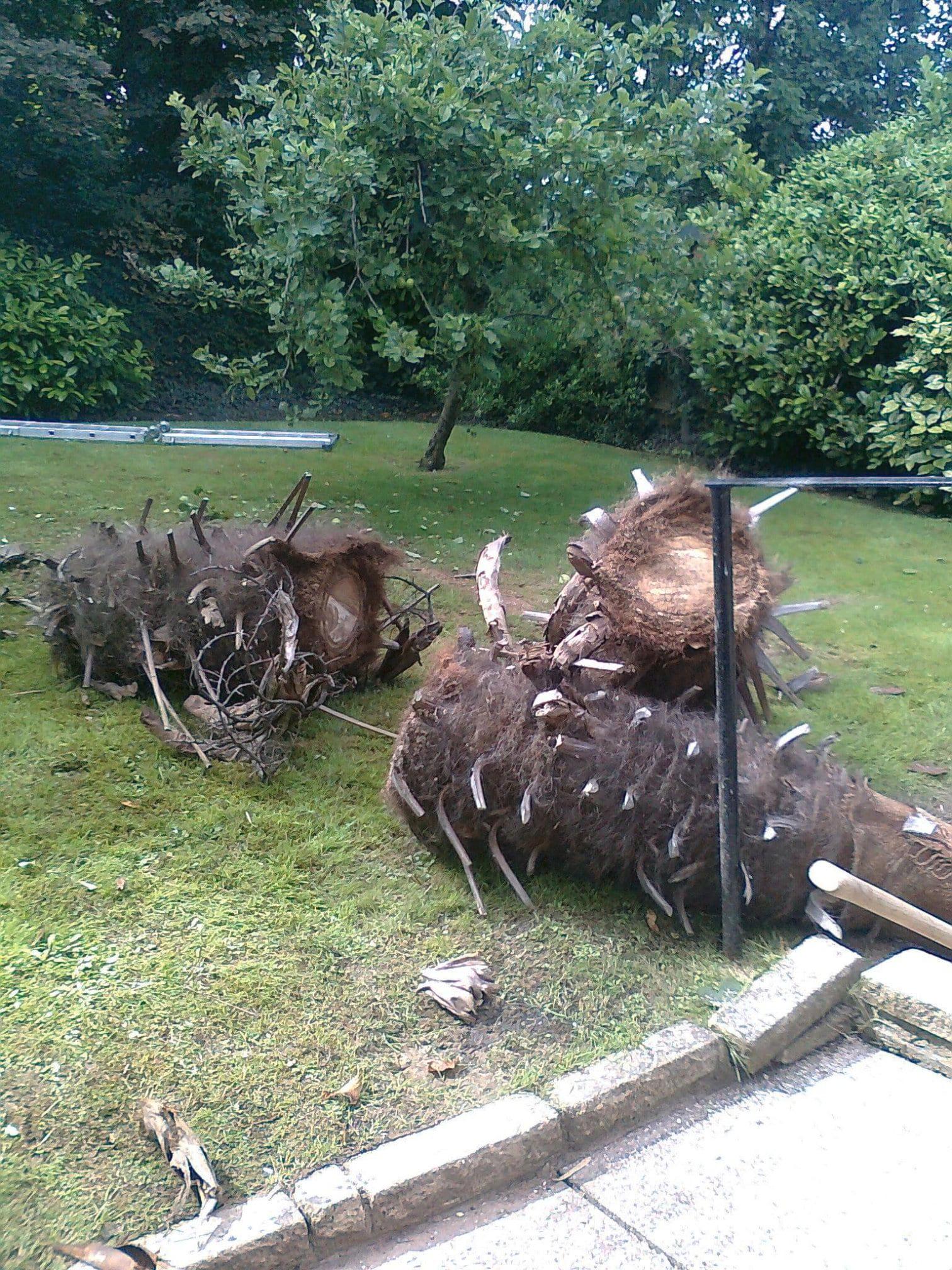 Images Tree & Garden Services