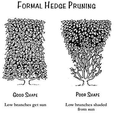 Images Pinnacle Tree and Shrub Care