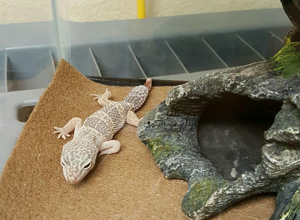 Melo's Reptile Sanctuary aims to find a reptile, no matter how big or how small, a new home where it will be loved till the end of its days.