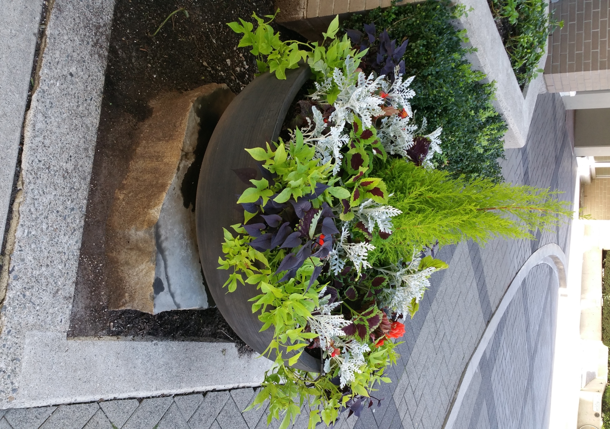 Images Carefree Greenery Ltd