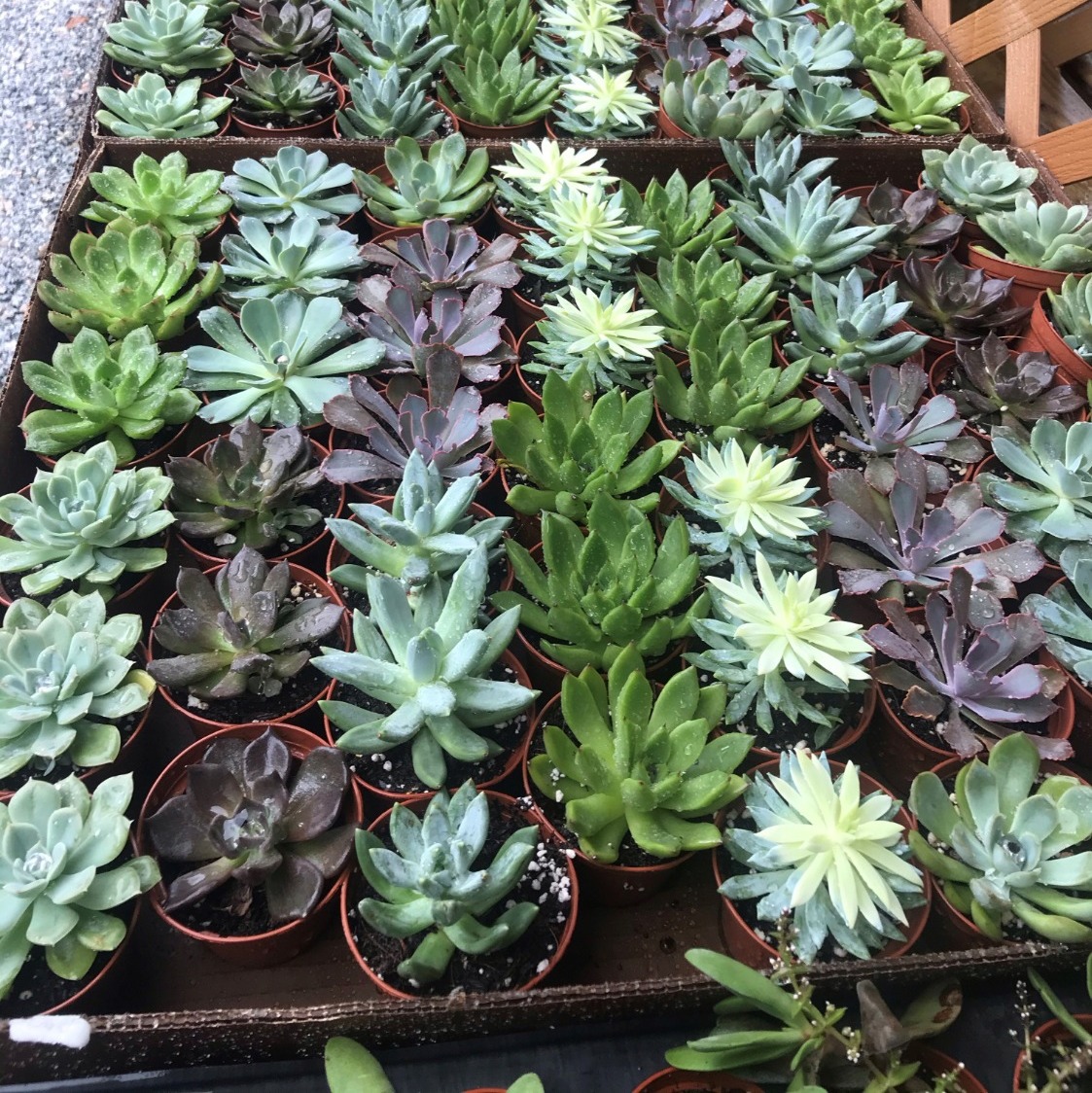 Succulents