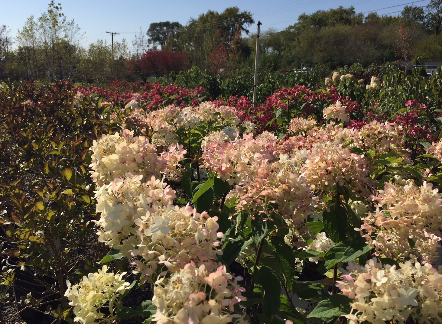 Rolling Hills Nursery Photo