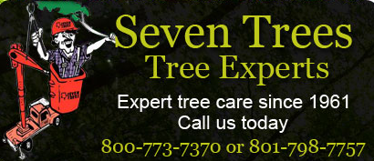 Seven Trees Co. Tree Experts Photo