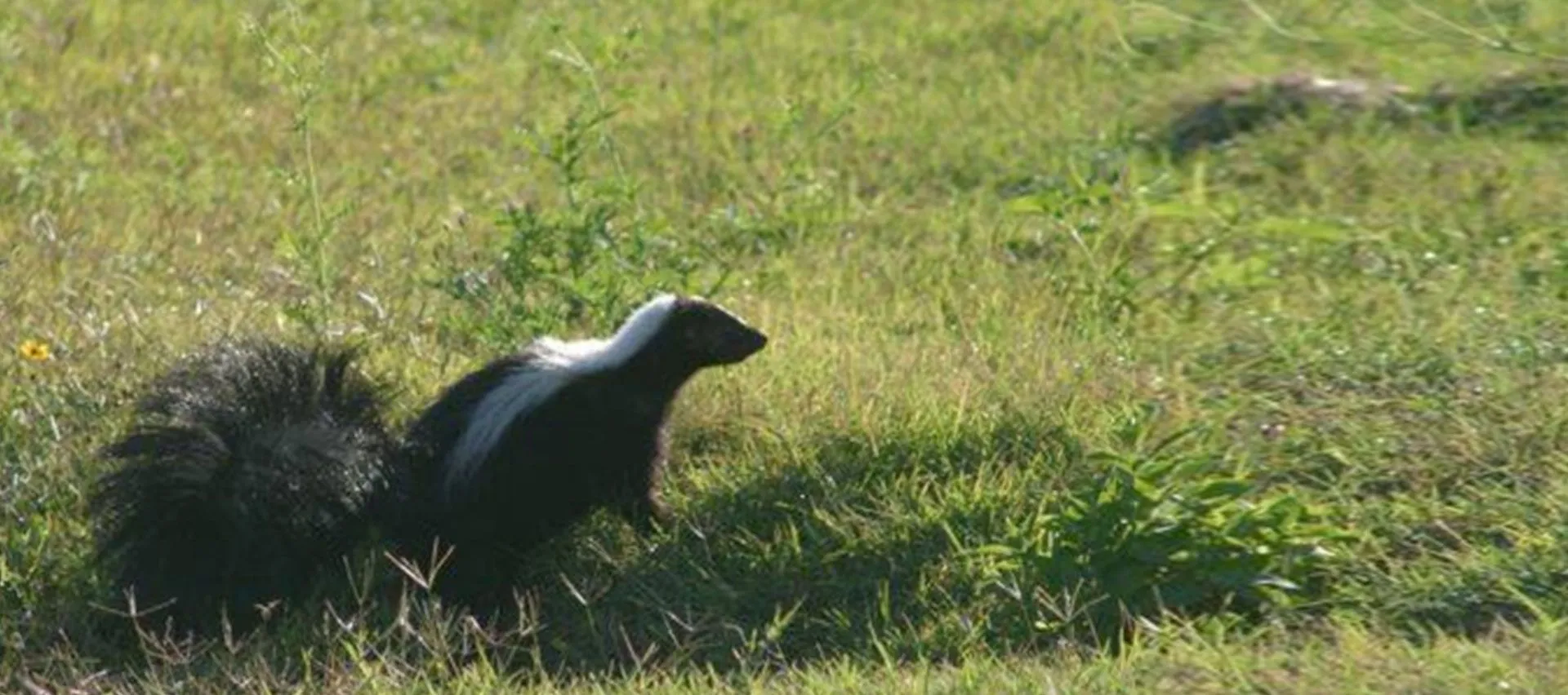 Wildlife Removal Services